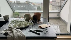 3 trvalky, které udělají ze záhonu krajku: kam je sázet a čemu se vyhnout