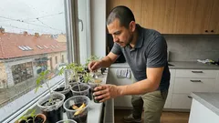 Droždí do kelímku nepatří: jak poznat, co sazenicím rajčat chybí, a dát je do formy za 14 dní