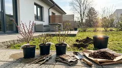 Tři méně okoukané okrasné keře do −30 °C: jak je vysadit, aby na jaře vynikly