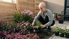 Růžový záhon, co drží tvar: 8 trvalek, které kvetou ve vlnách až do podzimu