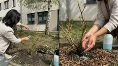 Jak oživit růže po zimě: tři jarní kroky, které rozhodnou o kvetení