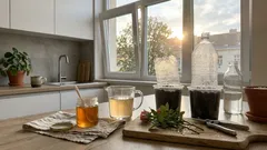 Medový roztok na zakořenění řízků: funguje u růží i vinné révy, nebo je to mýtus?