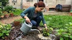 Jarní péče, která rozhodne o květech hortenzií: pH půdy a 5 zálivek pod kořen