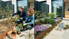 Záhon krásný od jara do prvních mrazů: jak nechat růže jen příjemným bonusem