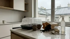 Co vysít v březnu na parapetu: květiny, díky kterým záhon pokvete celé léto