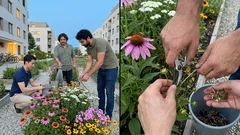 Záhon, který kvete od začátku léta do podzimu: 5 odolných trvalek do sucha