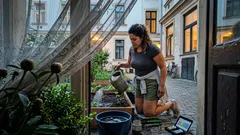 Jarní hnojení pivoněk: 5 osvědčených přihnojení a drobnosti, které často zadrží poupata